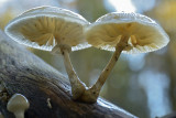 Porseleinzwam (Leuvenumsebos)