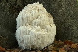 Pruikzwam (zeldzaam)(Leuvenumsebos)