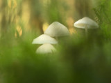 DSC_2539 (Leuvenumsebos)