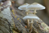 Porseleinzwam (Leuvenumsebos)