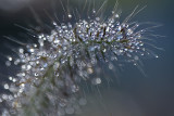 Dauwdruppel / Dewdrop