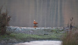 Casarca / Ruddy Shelduck (de Oelemars)