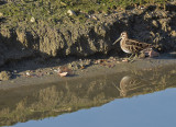 Watersnip / Common Snipe (de Oelemars)