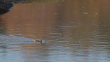 Watersnip / Common Snipe (de Oelemars)