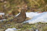 Merel / Common Blackbird (de Oelemars)