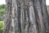 Baobab, Etosha, Namibie