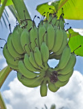 Banana tree on an island near My Tho in the Mekong Delta, Vietnam