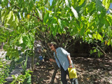 Judy taking a bite of a cocao seed on an island near My Tho, Mekong Delta, Vietnam