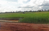 Dirt road surrounded by rice fields - approaching the small, rural village where our sponsored high school young ladies live