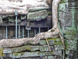 Ta Prohm Temple  - in Angkor, Siem Reap Province, Cambodia