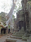 Ta Prohm Temple - eerily beautiful and other worldly - nature was conquered to create it - nature now is reclaiming it