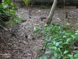 A mock minefield at the Cambodian Landmine Museum Relief Facility (CLMMRF) - Angkor, Siem Reap Province, Cambodia