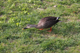A duck near Lake Suwa in Suwa-shi