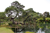 Close-up of black pine tree (Karasaki Matsu) with pole-supported branches - Kasumiga-ike Pond - Kenroku-en Garden - Kanazawa