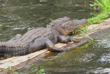 Alligator in Lake Martin in southwestern Louisiana - as seen from our boat