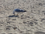 Seagull - East Coast of Tybee Island