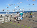 A woman feeding seagulls on the fishing pier - East Coast of Tybee Island