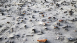 Shells & stones in sand (using Sharon's technique of holding camera low to the ground) - beach on the East Coast of Tybee Island