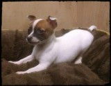 My new buddy Taz, a Chihuahua-Toy Fox Terrier, born 12 Jan 2016