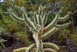 Cactus Menorah