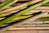 Bamboo