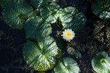 Water Lily