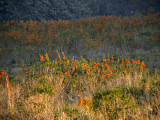 Leonotis
