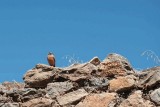 Ethiopia Robin