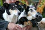 three generations: Rosie, Freya, Cindys Mum Emma (pup)