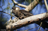 Short-billed Black Cockatoo
