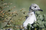 0248-gull.jpg