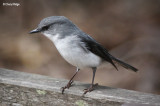 White-breasted Robin