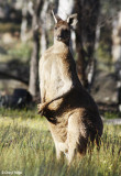 0072-kangaroos.jpg