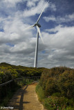 9859-albany-windfarm.jpg
