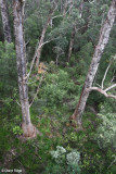 9776-tree-top-walk.jpg