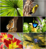 Daintree flora and fauna, North Queensland