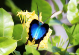 Ulysses Butterfly