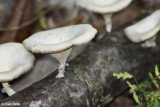 9497-daintree.jpg