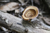 9498-daintree.jpg