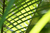 9633-daintree.jpg