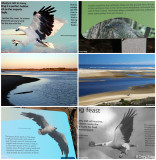 Interpretive panels - bird images supplied