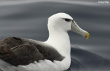 2563-albatross.jpg