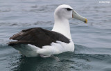 9431-albatross.jpg