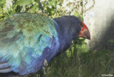 3144-takahe.jpg