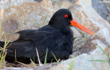 9400b-variable-oystercatcher.jpg