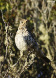2323-thrush.jpg