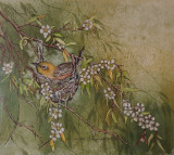 Silvereye on nest - painting by Louise Saunders