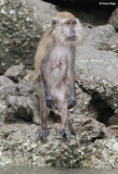 3405-monkey.jpg