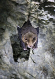 3558-bat-cave-langkawi.jpg