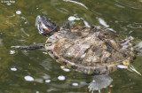 3623-turtle.jpg